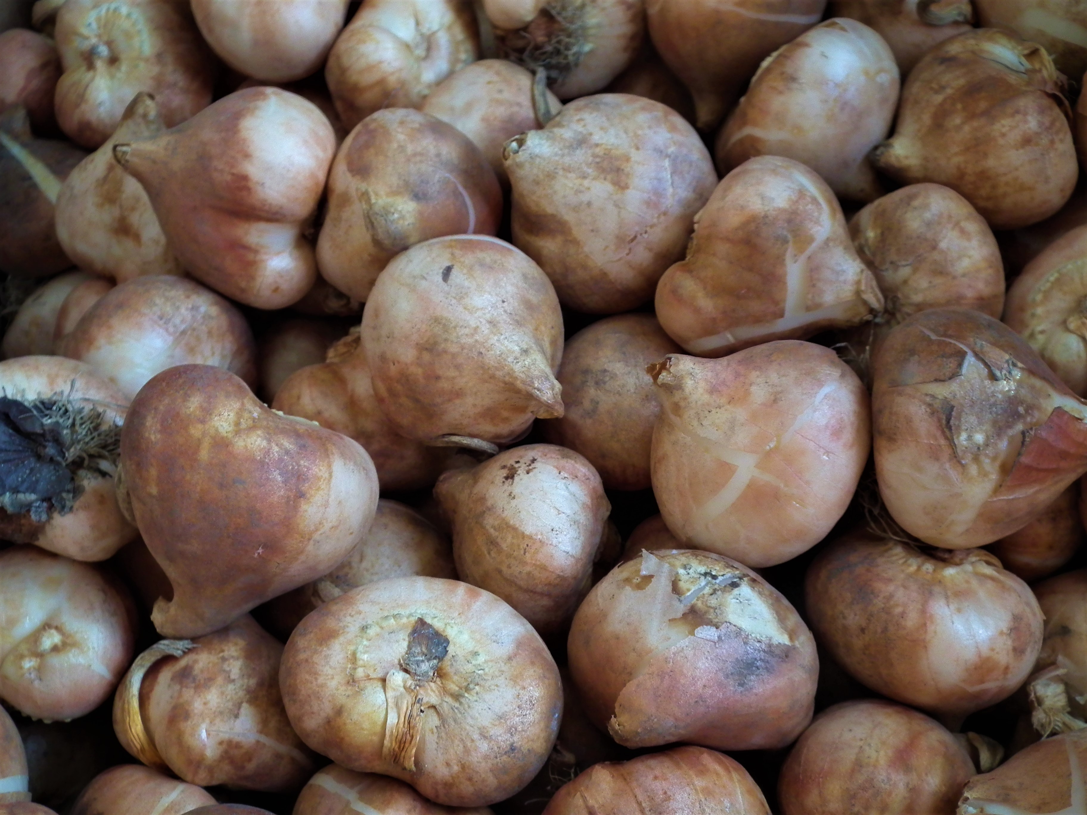 tulip bulbs.jpg